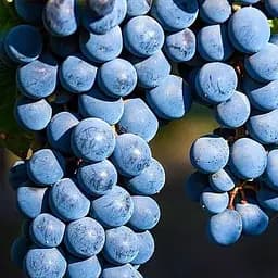 Саджанець Agro-Market Виноград Каберне Дорса (середній винний сорт) 1 шт. в пакуванні (48704)