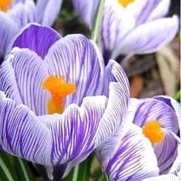 Крокус крупноцветковый "Pickwick" (размер 7/8, большой) 5 шт (17229)