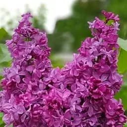 Саджанець Agro-Market Бузок махровий Рresident Loubet (дуже ароматний сорт) (181516)