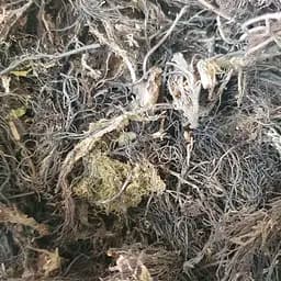 100 г цистозейра бородатая/ цистозира водоросль - свежий урожай