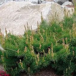 Сосна щеплена Agro-Market 2-річна звичайна Hillside Creeper С2 висота 20-25 см 187467 1 саджанець в упаковці