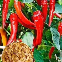 Перець гострий "Харуз" ТМ "Весна"  2г (177684)