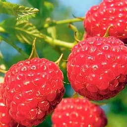 Саджанець Agro-Market Малина Полісся (один з провідних ремонтантних сортів, великоплідна) 2 шт. (177736)