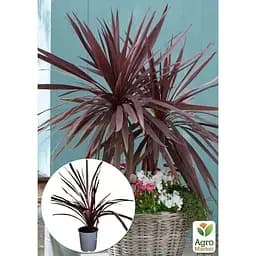 Саджанець Agro-Market Корділіна Red Star (висота 40-60 см) (112426) из Нидерландов 1 шт. в упаковці - мініатюра 3