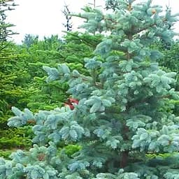 Саджанець Agro-Market Ялина насичено блакитна Далія (Dahlia) (преміальний, морозостійкий сорт, горщик P9) (47375)