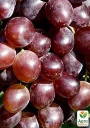 Саджанець Agro-Market Виноград Альтаїр (надранній термін дозрівання) 1 шт. в пакуванні (155223) - мініатюра 2