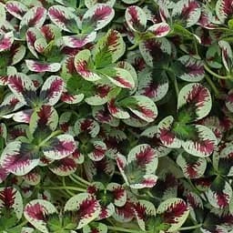 Саженец Agro-Market Клевер декоративный Dragon's Blood (182200)