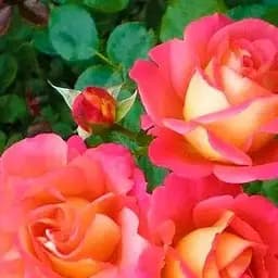 Роза парковая Agro-Market Империя цвета Empire of color саженец класса АА+ высший сорт 1 шт. в упаковке (103458)