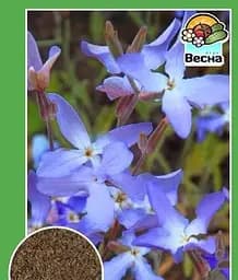 Насіння Весна Матіола Вечірній аромат 1 г (21920)