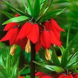 Фритилария "Rubra" 1 шт (25295)