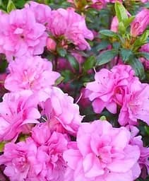 Саджанець Agro-Market Азалія 2-х річна японська Rosinetta С2 висота 20-40 см (62283) 1 шт. в упаковці