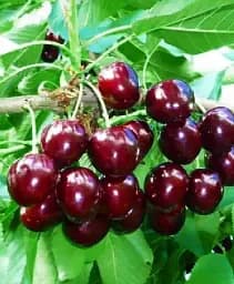 Саджанець Agro-Market Черешня чешської селекції Тамара (літній сорт, пізній термін дозрівання) 1 шт. в упаковці (46282)