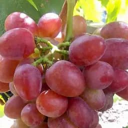 Саджанець Agro-Market Виноград Рубіновий Ювілей (легкий мускат, велике гроно 800-2000 гр) (50833) 1 шт. в пакуванні