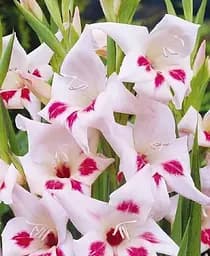 Луковица Agro-Market Гладиолус Нанус Nymph 3 шт. в упаковке (176247)