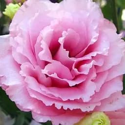 Еустома махрова "Super Magic Rose" укорінена в контейнері Р9 (50470) 1 саженец