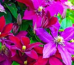 Agrobox з саджанцем клематиса Agro-Market 1 шт. в упаковці (48045)