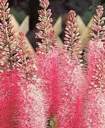 Саджанець Agro-Market Еремурус Foxtrot Pink 1 шт. в упаковці (17444)