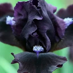 Саджанець Agro-Market Ірис карликовий Dark Vader  1 шт.