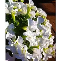 Саджанець Agro-Market Сурфінія Fanfare White (контейнер № 10, висота 10-15 см) (48006) 1 шт.