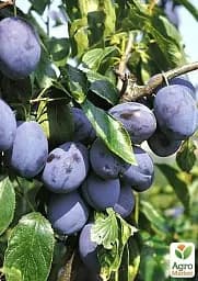 Саджанець Agro-Market Слива Ганіта (літній сорт, середньопізній термін дозрівання) 1 шт. в упаковці (23469) - мініатюра 4