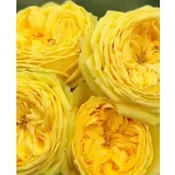 Саженец Agro-Market Роза английская Каталина в контейнере высший сорт (185160) 1 шт.