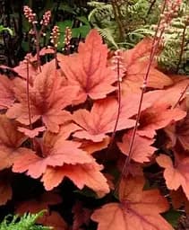 Гейхерелла Agro-Market Heucherella Sweet Tea С1 висота 15-30 см 1 саджанець в упаковці