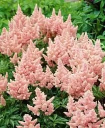 Саженец Agro-Market Астильба Peach Blossom 1 шт. в упаковке (176893)