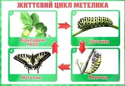 Тека вчителя. Зміни. 2 клас - мініатюра 3