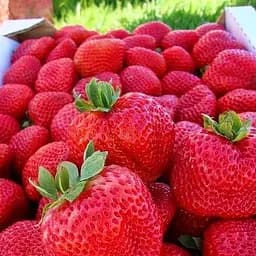 Саджанець Agro-Market Полуниця Портола (Portola) (ремонтантний високоврожайний сорт, ранній термін дозрівання) 5 шт. в пакуванні (37282)