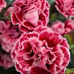 Гвоздика Махрова "Sugar Plum" (188622) 1 саженец