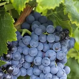 Саджанець Agro-Market Виноград Бастардо (європейський винний сорт) 1 шт. в пакуванні (130593)