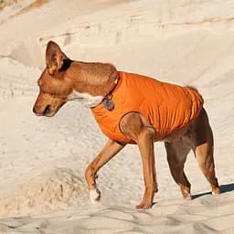 Жилет для собак Pet Fashion E.Vest XS2 помаранчевий - мініатюра 3