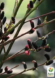 Верба тонкостовбурна чорна "Меланостахіс" (Salix gracilistyla "Melanostachys") висота 25-40см (62191) 1 саджанець - мініатюра 4
