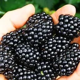 Саджанець Agro-Market Ожина Трипл Краун 2-річна укорінена в контейнері 1 саджанець (180973)