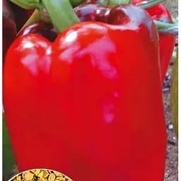 Насіння Весна на вагу Перець Богатир ціна за 1 г (22040)