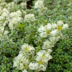 Паронихия подушковидная (редкое, ползучее вечнозеленое многолетнее растение) (188631) 1 саженец в упаковке