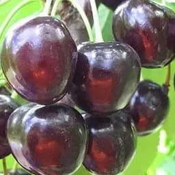 Саджанець Agro-Market Черешня Наполеон чорна (літній сорт, пізній термін дозрівання) (24000) 1 шт. в упаковці