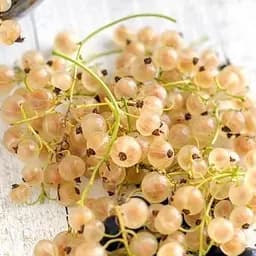 Саженец Agro-Market Смородина белая Вечная нежность (Eternal tenderness) премиальный ранний сорт) 1 шт. в упаковке (23996)