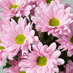 Хризантема мультифлора куляста "Frejus Pink" (189653) 1 саженец