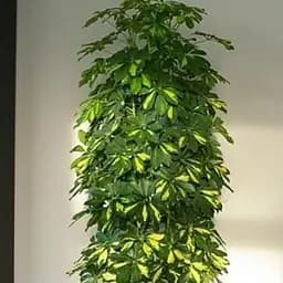 Саджанець Agro-Market Шеффлера ряболиста Luseana (145271) 1 шт. в упаковці (кімнатний)