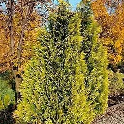 Кипарисовик Лавсона "Golden Wonder" (ком/сітка) висота 150-170см (188438) 1 саджанець