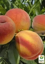 Саджанець Agro-Market Персик Онтаріо (літній сорт, ранній термін дозрівання) 1 шт. в упаковці (39918) - мініатюра 3