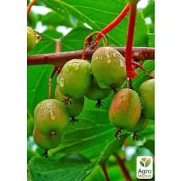 Саджанець Agro-Market Актинідія 2-х річна аргута Вейкі (міні-ківі, морозостійкий сорт) вазон С1 (179778) 1 шт. - мініатюра 2