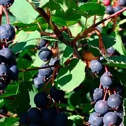 Ірга 2-річна вільхолиста Sleyt (укорінена в контейнері) (187052) 1 саджанець в упаковці