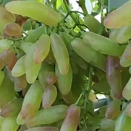 Саджанець Agro-Market Виноград Азія Рожева (ранній, дуже великий, солодкий виноград) 1 шт. в пакуванні (182149)