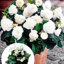 Саженец Agro-Market Бегония цветущая White комнатная 1 шт.