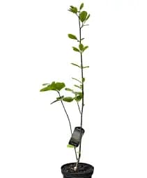 Магнолія Agro-Market Jade Lamp 4-річна висота 80-100 см Нідерланди 1 саджанець в упаковці (185268) - мініатюра 2
