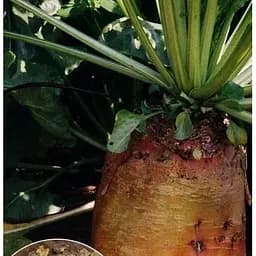 Насіння Весна на вагу Буряк кормовий Еккендорфський жовтий ціна за 15 г (22215)