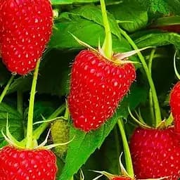 Саджанець Agro-Market Малина Полка (Polka) ремонтантний транспортабельний сорт) 2 шт. в пакуванні (36913)