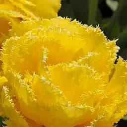 Тюльпан "Exotic Sun" (186222) 2 шт